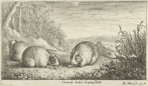 Rodents (Various Animal Species)