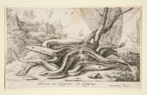 Muraena or Lamprey