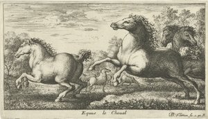 Horses (Various Animal Species)