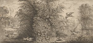 Rusticula minor, Beccassine The Snipe: Livre d