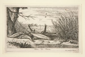 The Loach, from the second part of the Fresh Water Fish series