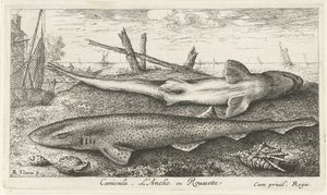 Two Dogfish on the Beach