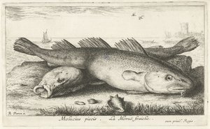 Two Codfish on the Beach (Molucius piscis. Le Moruë fraiche)