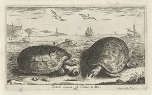 Two Turtles on the Beach