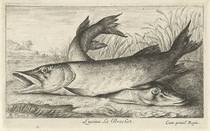 Two Pikes on a Riverbank