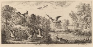 Vanellus, The Lapwing