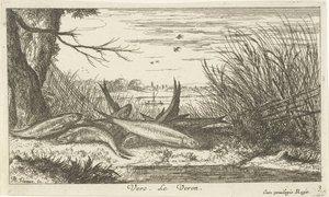 Roaches on a Riverbank