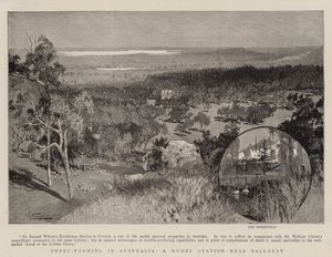 Sheep-Farming in Australia, a Model Station Near Ballarat