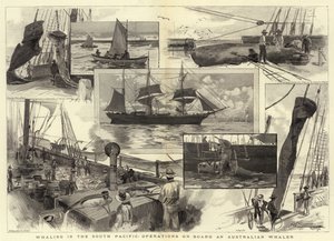 Whaling in the South Pacific, operations on Board an Australian Whaler