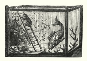 Fish and frog in a fish tank by Albert Robida