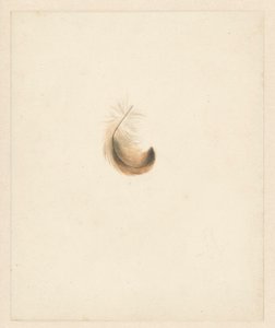 Study of a Feather by Albertus Steenbergen