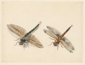 Study of Two Dragonflies by Albertus Steenbergen