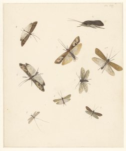 Study sheet with eight moths by Albertus Steenbergen