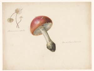Study Sheet with Mushrooms, the Amanita Rubescens and the Marasmius Rotula by Albertus Steenbergen