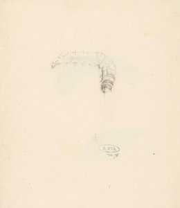 Study Sheet with Caterpillar, Lasiocampa Quireifolia by Albertus Steenbergen