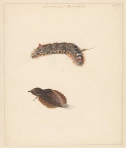 Study Sheet with Caterpillar and Moths, Lasiocampa Quireifolia by Albertus Steenbergen