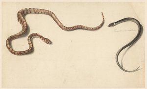 Two Tropical Snakes by Albertus Steenbergen