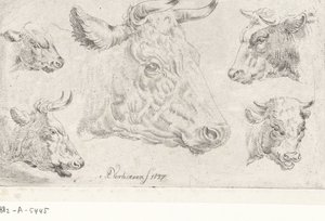 Five Heads of Cows