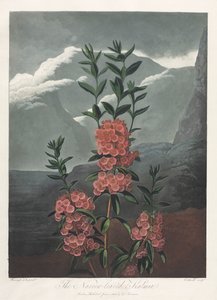 The Temple of Flora, or Garden of Nature: The Narrow-leaved Kalmia
