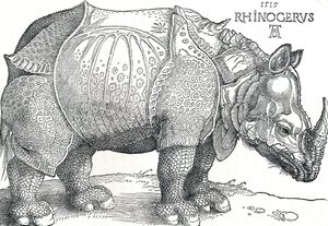A Rhinoceros by Albrecht Dürer