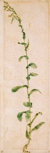 A Tobacco Plant by Albrecht Dürer