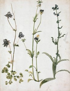 Akelei, Stiefmütterchen und Ochsenzunge by Albrecht Dürer