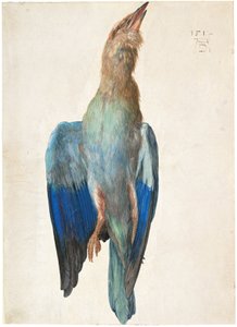 Dead Bluebird by Albrecht Dürer