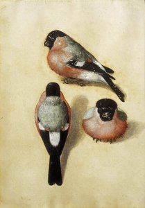 Bird in Three Positions