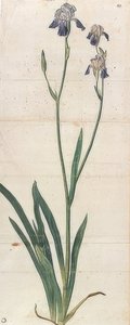 Blue Blooming Iris - Iris Germanica (Iris Trojana?). Around 1503