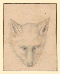 Fox Head, Front View
