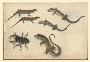 Five Lizards and (Left) a Stag Beetle by Albrecht Dürer