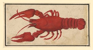 Cooked Crab, Facing Left by Albrecht Dürer