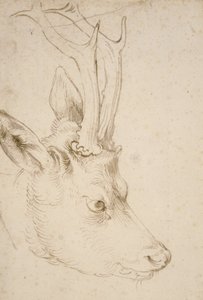 Head of a Roebuck