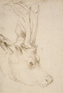 Head of a Roebuck, 1503