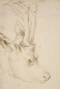 Head of a Roe Deer, c. 1503 by Albrecht Dürer
