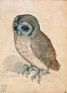 Little Owl by Albrecht Dürer