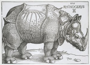 Rhinoceros by Albrecht Dürer