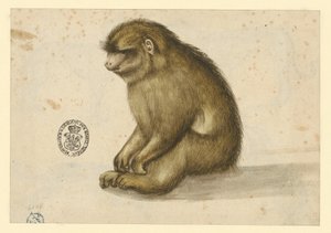 Seated Monkey by Albrecht Dürer