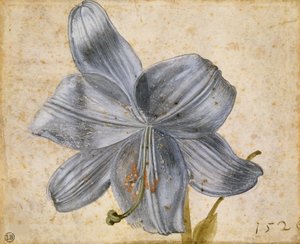 Study of a Lily