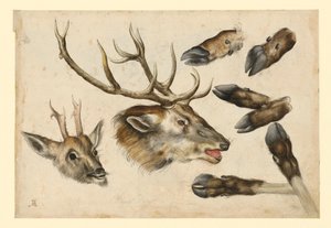 Two Deer Heads, to the Right, and 6 Legs by Albrecht Dürer