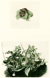 Violets by Albrecht Dürer