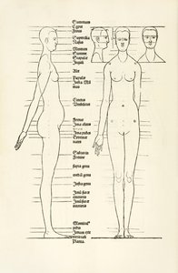 Female anatomical woodcut from 