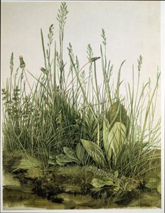 The Large Piece of Turf by Albrecht Dürer or Duerer