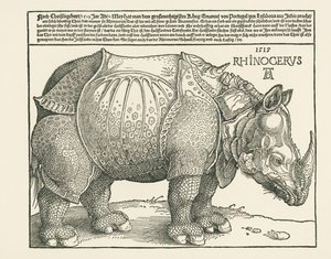 The Rhinoceros by Albrecht Dürer or Duerer