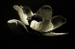 Untitled by Alex Caminker