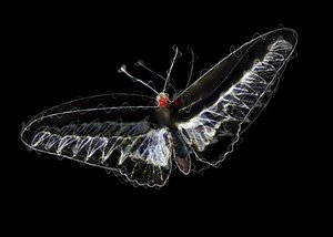 Black Butterfly