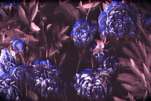 Blue Notes, 2019
