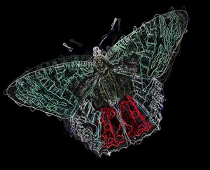 Butterfly V