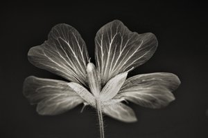 Clarity, 2019 by Alex Caminker
