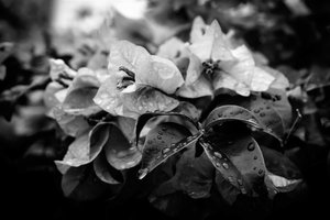 Cluster, 2019 by Alex Caminker